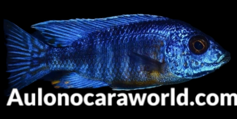 Aulonocaraworld.com